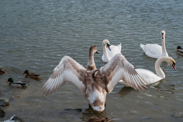 the swan spreads its wings on the shore of the lake under the bright sun
