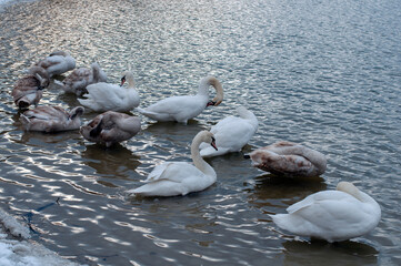 White swan onlake shore. Swan on beach. Swan on shore