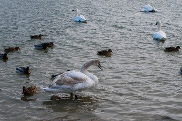 White swan onlake shore. Swan on beach. Swan on shore