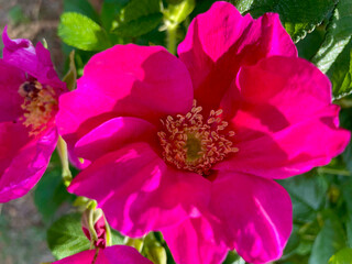 Obraz premium Beach Rose Yellow Anthers