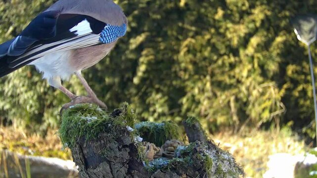 Eichelh&auml;her (Garrulus glandarius)     