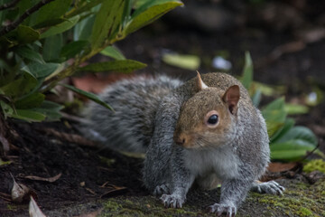 Eastern gray squirrel (Sciurus carolinensis) in bushes motion blur
