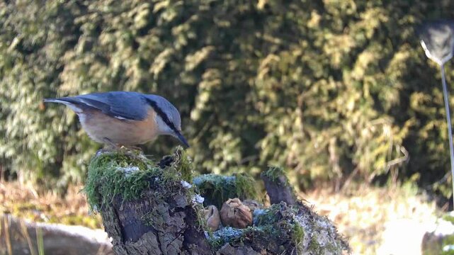 Kleiber&nbsp;(Sitta europaea)   