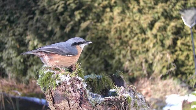 Kleiber&nbsp;(Sitta europaea)   