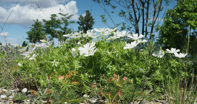 (Geranium sanguineum 'Album') Decorative ground cover of bloody crane's-bill with white bowl-shaped flowers on stems with green, round leaves