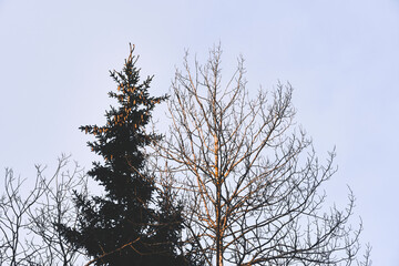 Aspen and fir trees by the Olterudelva Valley, Toten, Norway.