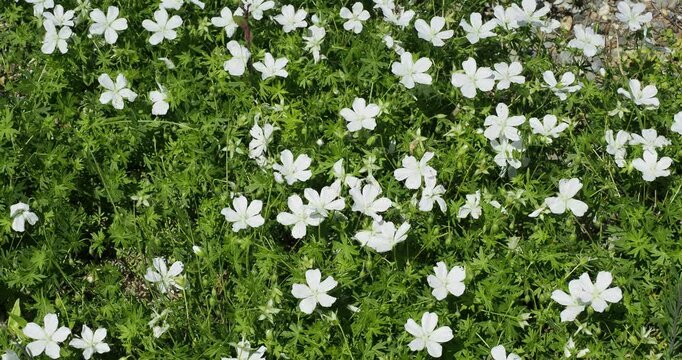 Geranium sanguineum 'Album' | White bloody crane's-bill or bloody geranium with pure white flowers with pollen attracting foraging insects
