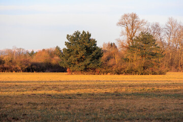 Fototapeta premium Meadows and trees in the morning sunlight in Siebenbrunn near Augsburg
