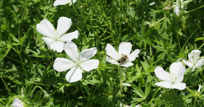 (Geranium sanguineum &lsquo;Album&rsquo;) Bees gathering pollen of White blood cranesbill &lsquo;Album&rsquo; flowers with white cupped petals and slightly wavy edges above green incised foliage
