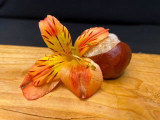 Chestnut and Peruvian Lily