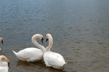 Obraz premium Two white swans couple in love. Swans in water