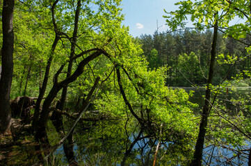 Green forest reflected in the calm water of the lake, beauty in nature.