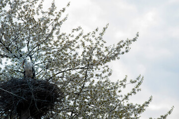 beautiful stork birds in the nest in the spring on a clear day