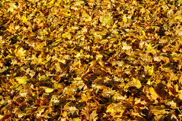 A thick layer of fallen dry yellow golden maple leaves background, autumn season atmosphere concept
