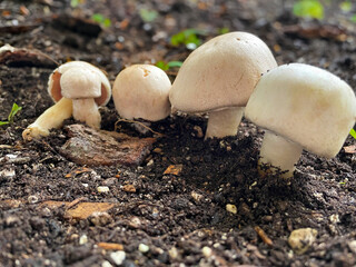 Yellow Stainer Mushrooms 01