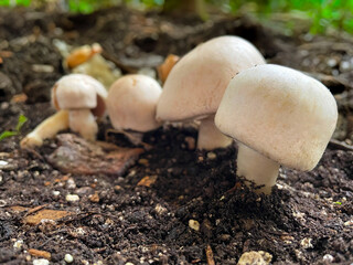 Yellow Stainer Mushrooms 02