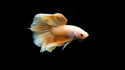 Fototapeta premium Graceful Golden Betta Fish Captivates With Its Elegance in Stunning Display of Color and Movement