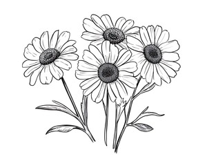 A beautiful hand drawn chamomile ink sketch. Daisy flower engraving vector illustration. ,


