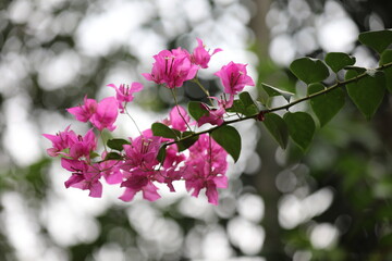 Pink Bougainvillea (Gate Fower)