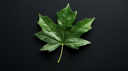 A single fresh green leaf lying on a black background with light catching its intricate veins and edges