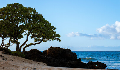 Large Tree near the beach in Hawaii