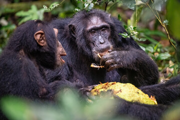 A pair of chimpanzees during meal time in the trees. Main meal – jackfruit. Uganda, Kibale National park.