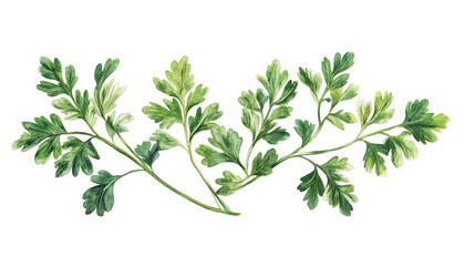 Obraz premium Fresh Parsley Sprigs