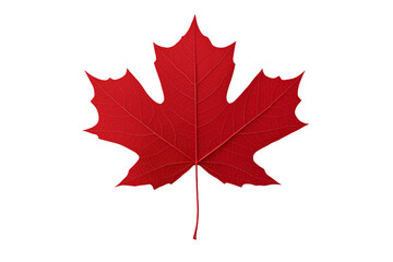 Obraz premium Red leaf of a maple tree