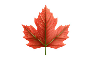 Red leaf with a green stem