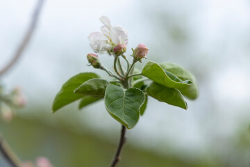 Spring blossoms. Blooming apple tree flowers with green leaves outdoors