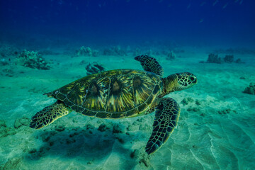 Obraz premium green sea turtle swimming off coast of Maui