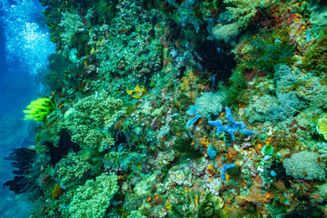 coral reef with fish Palau