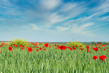 Green wheat and red poppies meadow landscape springtime