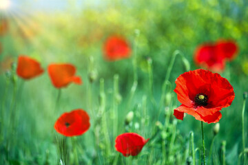 Red poppies close up meadow springtime