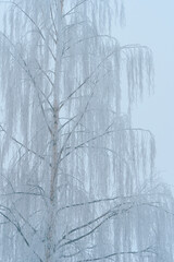 Birch tree from the landscape along former Skreiabanen Railroad between Lena and Kolbu, Toten, Norway, a day of January 2025.
