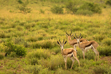 Springbucks Observing Their Surroundings in Africa