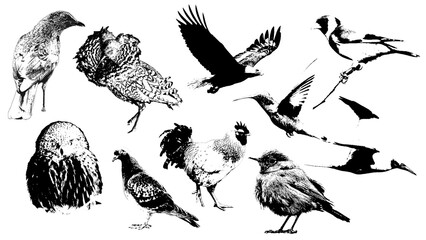 Set of silhouettes of wild and domestic birds. Vintage black ink, engraving style illustration of flying and sitting birds including dove, rooster, hawk, sparrow, crow and hummingbird