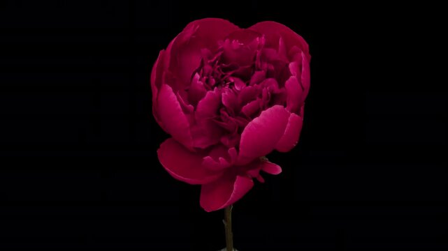 その他 Artbeats Timelapse Flowers 1 その他 Artbeats Timelapse Flowers 1 Animated Blooming