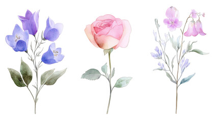 Watercolor Floral Bouquet Rose Bellflowers Sweet Pea