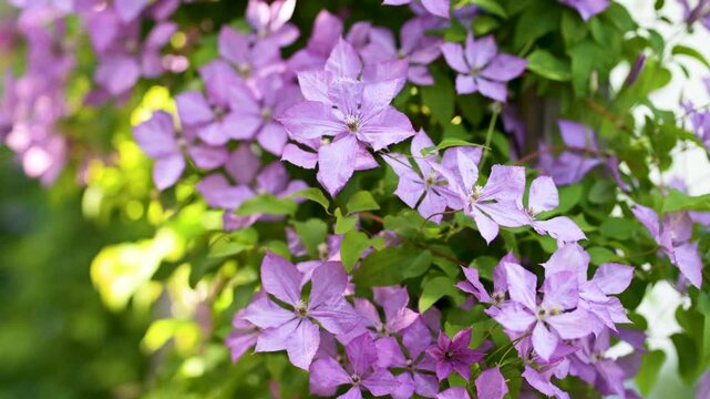 Flowering purple clematis in the garden. Flowers blossoming in summer. Beauty in nature.