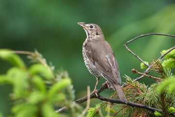 a bird sitting on a branch