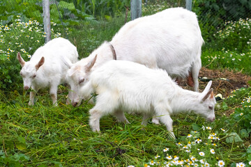 Obraz premium White goat with little kids on pasture eating green juicy grass