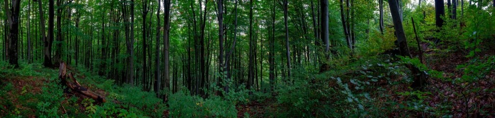 Panoramic nature landscape, soft pastel colors, dream nature, sunset autumn background, peaceful amazing nature panorama