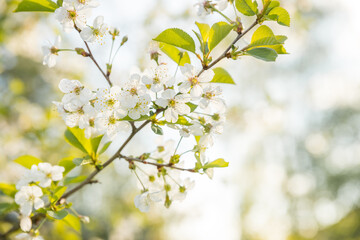 Fototapeta premium Blooming pear, white pear flowers. Blooming tree branches. Spring banner. Design for Easter day.springtime blossom freshness.