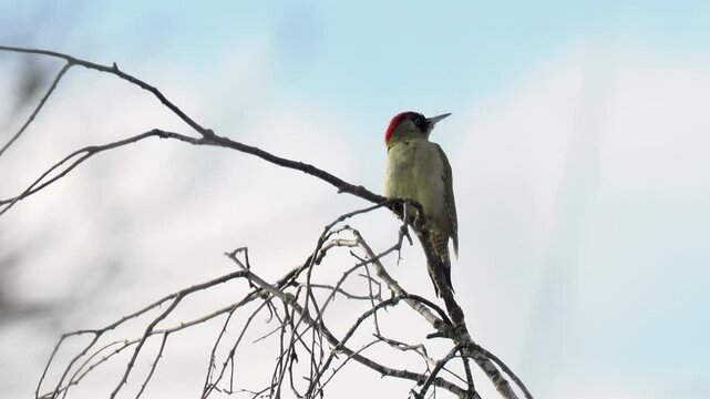 Gr&uuml;nspecht&nbsp;(Picus viridis)