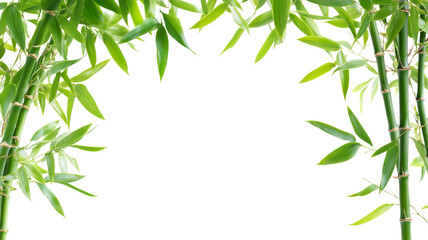 Fototapeta premium Green bamboo, isolated on transparent background