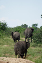 elephants in queen elisabeth, uganda