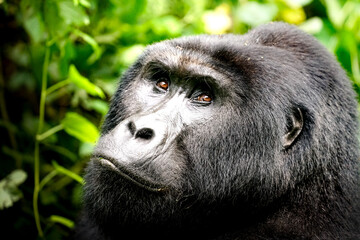silverback gorilla, uganda