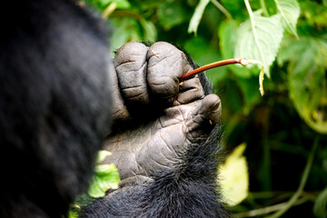 silverback gorilla, uganda