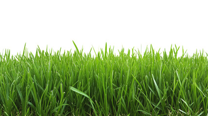 Obraz premium Green lawns with fresh grass, isolated on transparent background